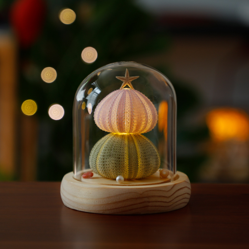 Sea Urchin Shell Lamp
