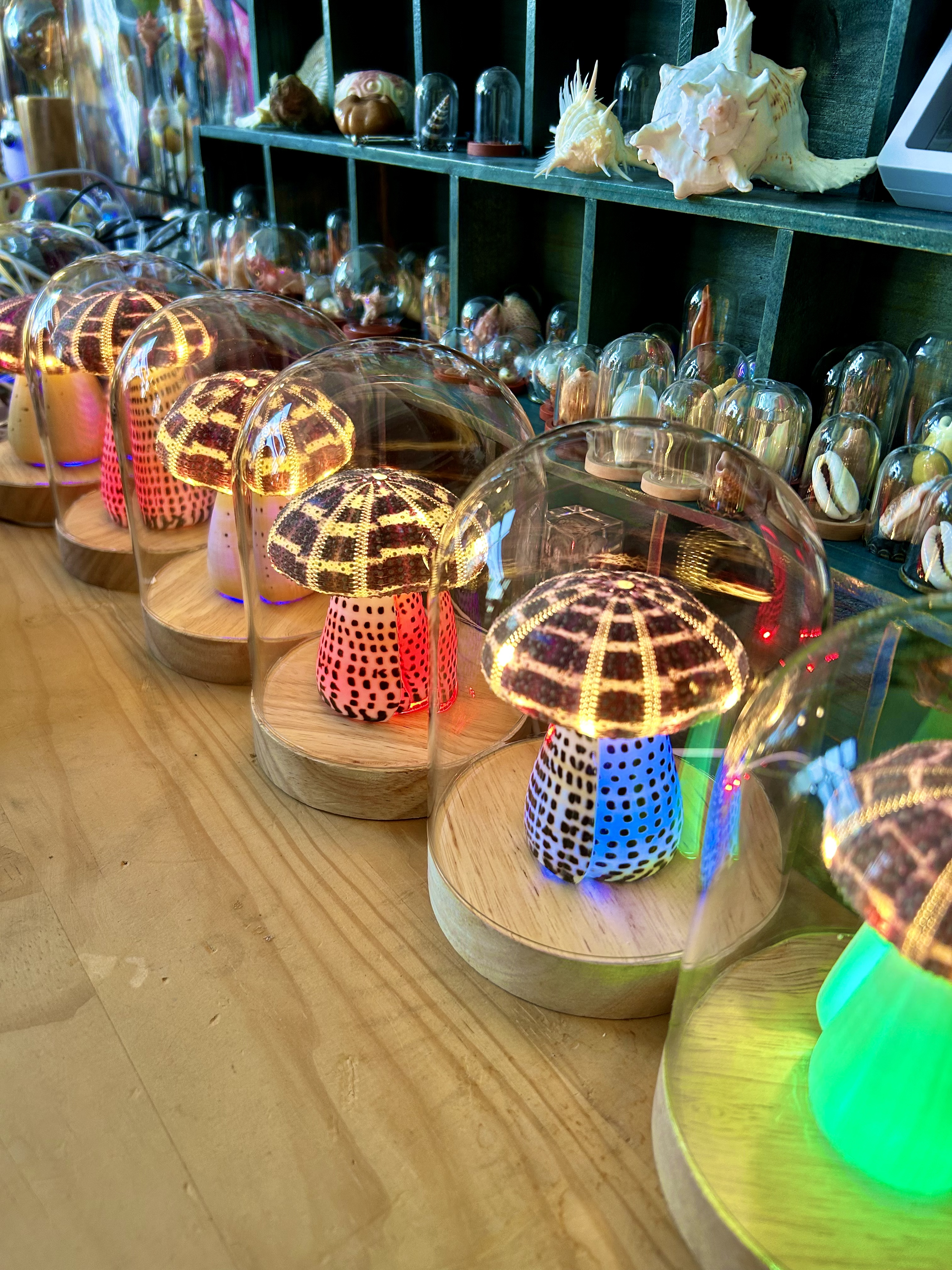 Shell Lamp wholesale shell craft – LAMP-S01-R011, view 1