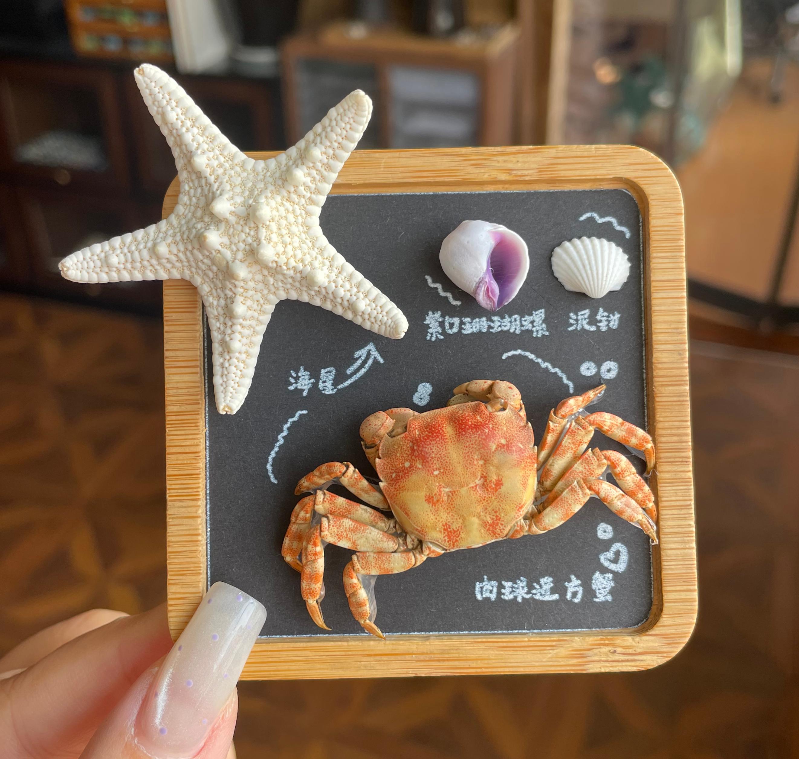 Shell Magnet