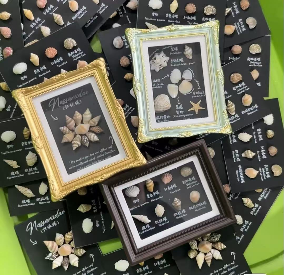 Shell Magnet wholesale shell craft – MAG-S01-R014, view 1