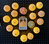 Shell Magnet wholesale shell craft – MAG-S01-R018, view 1