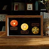 Shell Tabletop Display wholesale shell craft – FRAME-S02-R022, view 1
