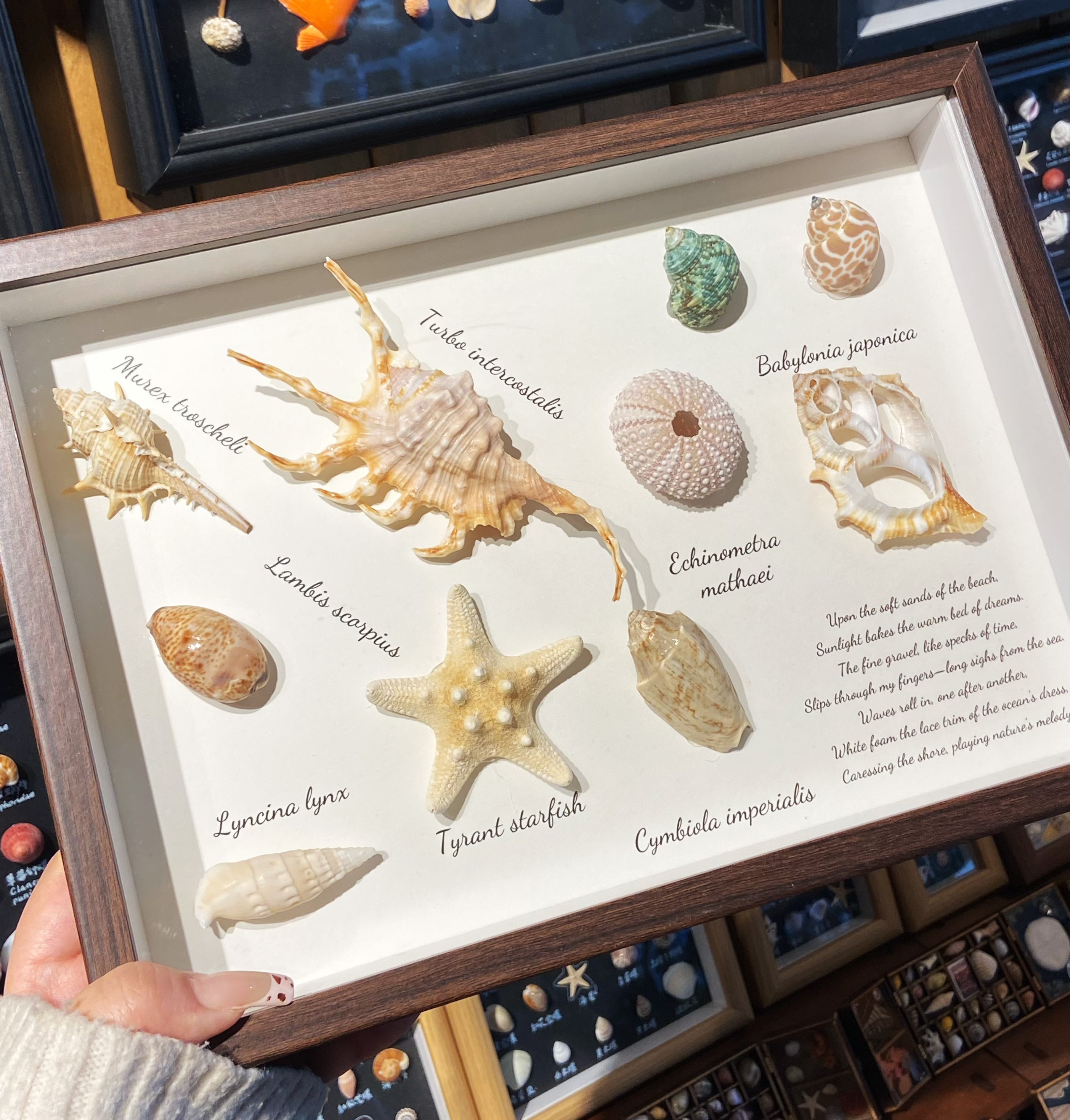 Shell Photo Frame wholesale shell craft – FRAME-S02-R017, view 1
